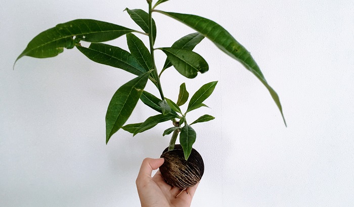 種から芽がすくすく育つ ケレベラ 室内での楽しみ方をチェック Lovegreen ラブグリーン