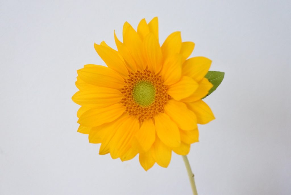 ヒマワリ 向日葵 の育て方 Lovegreen ラブグリーン