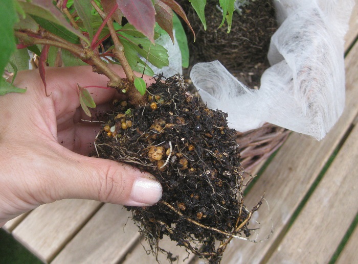 次に、ヒメヅタを植えますが、隣の株と寄り添い自然になじむように土を少し落とします。