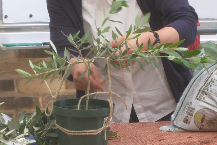 岡井路子先生によるオリーブの上手な育て方 樹形づくり 剪定 緑枝挿し Lovegreen ラブグリーン