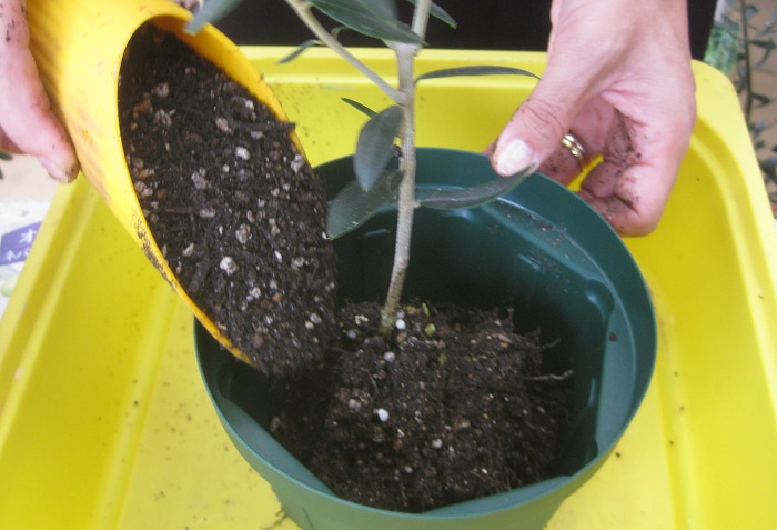苗を鉢の真ん中に置き、周りに土を入れます。 今回は岡井先生が監修された「PROTOLEAFオリーブの土」を使わせていただきました。川砂が入っていて水はけが良く、根の安定も良く、アルカリ性で、オリーブに最適な環境の土だそうです。