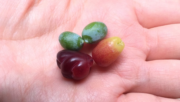 イヌマキの実。緑の実と赤い実がくっついてなっています。赤い実の部分が紫色になると食べることができます。おいしいです。写真の状態はまだ熟しきってないので、渋みがありました。