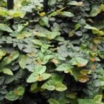 フィカス プミラの育て方 Lovegreen ラブグリーン