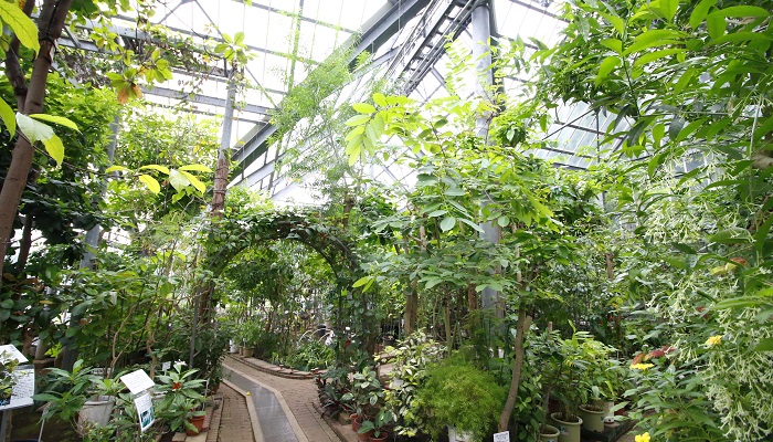 栽培されているのはお薬の原料 東京都薬用植物園をご紹介 Lovegreen ラブグリーン