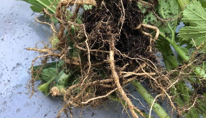 抜き取ったズッキーニの苗の根をよく見てみると、上の画像のように太い根と細い根があります。どちらの根も表面に凸凹のない、きれいな根であれば、抜き取るだけで問題ありません。
