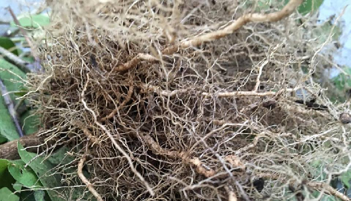 抜き取ったナスの苗の根をよく見てみると、上の画像のように太い根と細い根があります。  このように根の表面がきれいな根であれば、抜き取るだけで問題ありません。