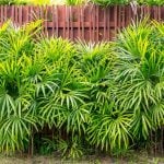 シュロチク(棕櫚竹)の育て方・栽培方法 | LOVEGREEN(ラブグリーン)