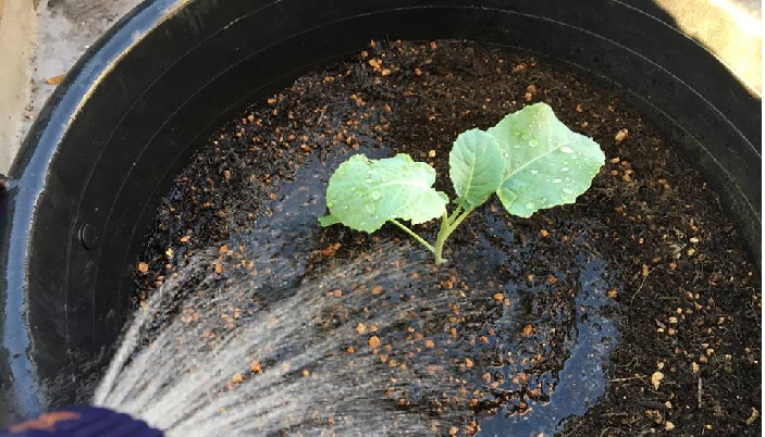 4. お水をしっかりあげます。  植えたばかりの苗は、土に活着するまでに少し時間がかかります。その際、根が乾燥してしまわないためにも、植え付けから1週間位はしっかりと水を与えます。