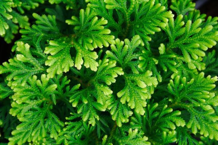 canvaイワヒバSelaginella tamariscina