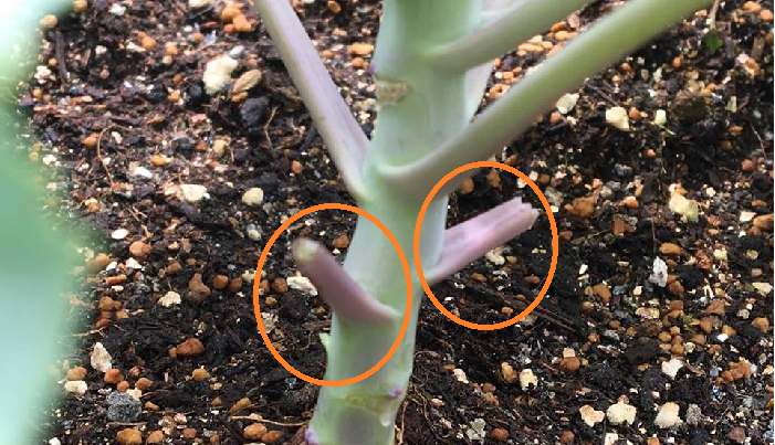 摘葉のポイントは、プチヴェールのわき芽部分を傷つけないように1cmほど離れた部分をハサミで取り除きましょう。切り取った部分は、そのまま置いておくと、数日後乾燥してあとポロリと落ちます。