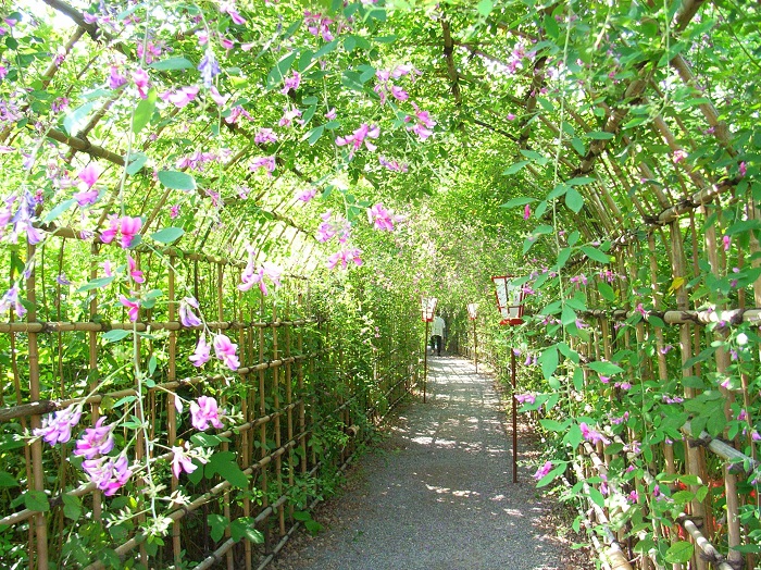 画像提供：向島百花園  東京都墨田区にある向島百花園（むこうじまひゃっかえん）。萩まつりでは、名物にもなっている「萩のトンネル」をはじめ、深まる秋にうつろいゆく園内の草花や風景をじっくりと楽しむことができます。    ▼イベント情報をくわしくみる！  