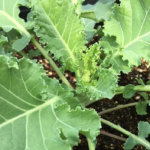 プチヴェールの育て方 栽培 Lovegreen ラブグリーン