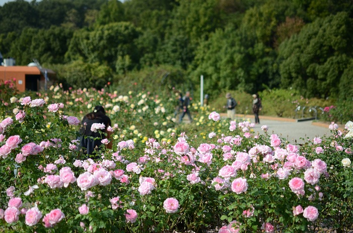 画像提供：花フェスタ記念公園  花フェスタ記念公園では、約7,000品種30,000株のバラが植栽されたバラ園が有名。ほかにも企画展示を行う「花のミュージアム」、一年を通じて季節の花木が楽しめる大温室「花の地球館」、高さ地上45メートルの「花のタワー」、屋外イベントホール「プリンセスホール雅」など特徴的な施設があります。  今年の秋のバラまつりのテーマは「恋」。恋の気分を盛り上げる薔薇と香りに包まれたスペシャルな恋空間「薔薇と香りと恋のトンネル」が登場！ 「恋」をテーマにしたグルメ・スイーツも充実しています。