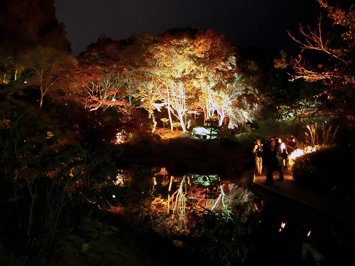 画像提供：神戸市立須磨離宮公園  兵庫県神戸市にある須磨離宮公園では、11月中旬～下旬には植物園を中心にイロハモミジなど約600本の紅葉が見ごろを迎えます。期間中は夜間のライトアップが行われ、日中とは異なる幻想的な雰囲気に包まれます。