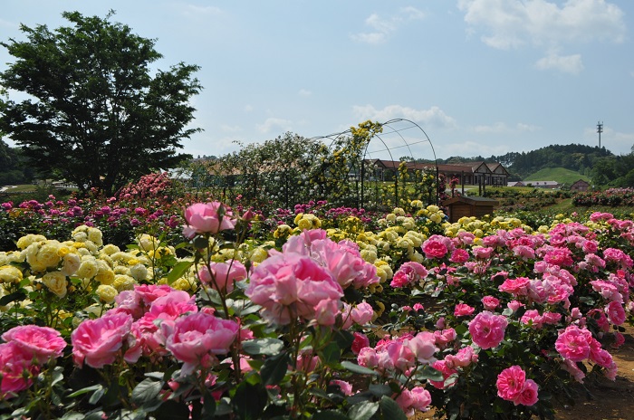画像提供：東京ドイツ村  秋のローズフェスタでは、つるバラのアーチ、80品種のドイツのバラコーナーをはじめ、200品種5000株のバラが、ローズガーデンに咲き誇ります。アンダルシアン、ミスターリンカーンなど見ごたえのあるバラをお楽しみください。    ▼イベント情報をくわしくみる！  