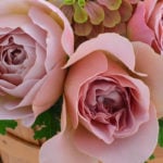 知っておきたい、切り花のバラを長持ちさせるコツ