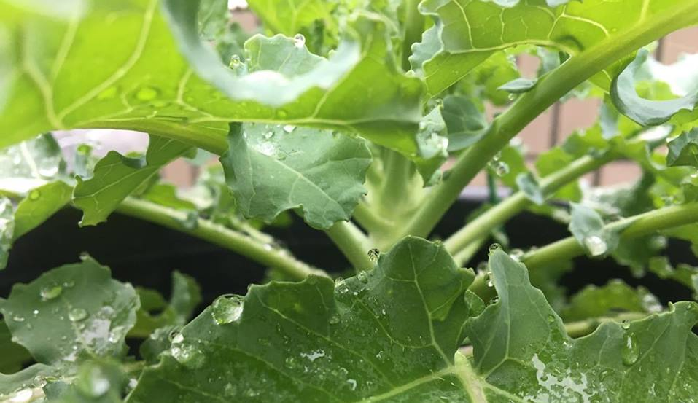 寒くて雨が多い10月のベランダ菜園 秋冬野菜のトラブル解決法 Lovegreen ラブグリーン