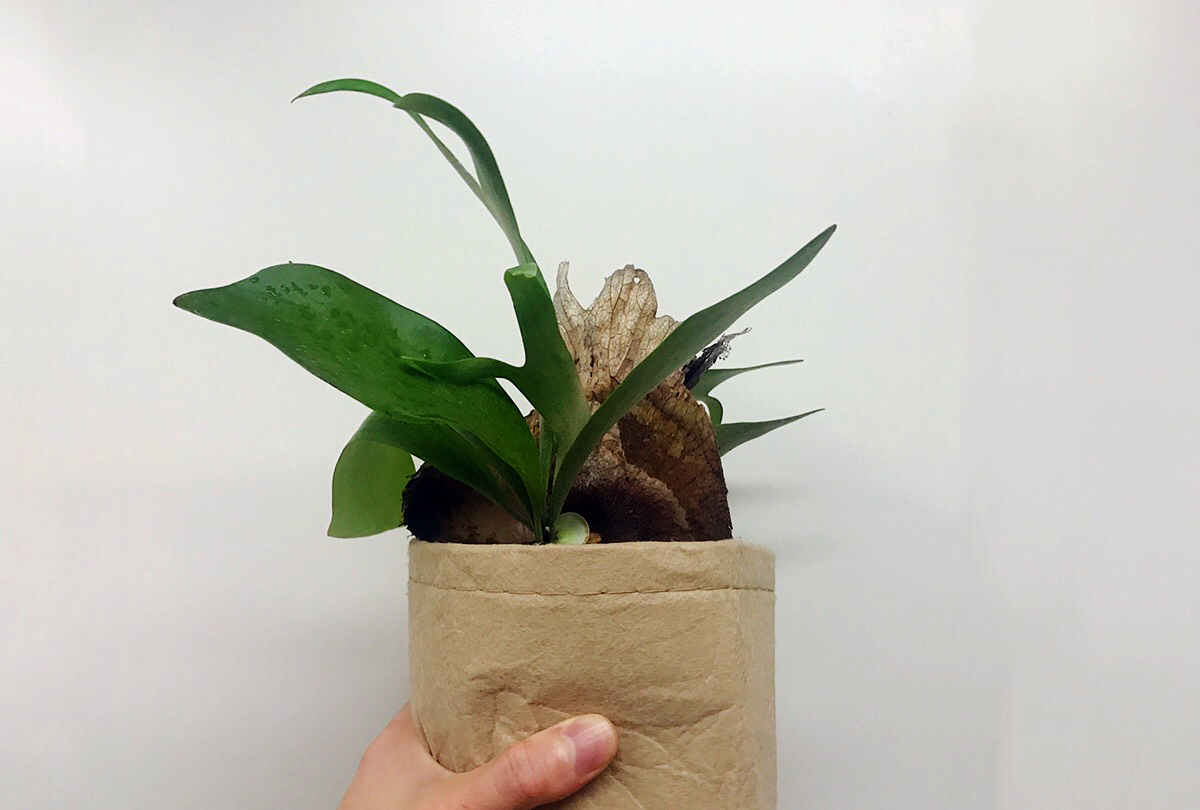 植物を育てるのにおすすめ 不織布プランターの活用法をご紹介 Lovegreen ラブグリーン