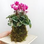 秋から春までの長い間、そして花が少ない寒い冬にも屋外で楽しめるガーデンシクラメンは人気者ですよね。今回はそんなガーデンシクラメンを苔玉にする方法をご紹介します。つくった苔玉を室内オシャレに飾りましょう！