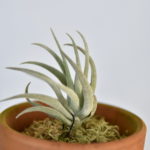 Tillandsia brachyphylla 超特価‼️ 6e9b2840e25f548020b4b27c580728