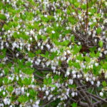 ドウダンツツジ 灯台躑躅 の育て方 Lovegreen ラブグリーン