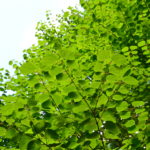 カツラ 桂 の育て方 Lovegreen ラブグリーン