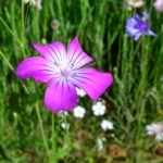 アグロステンマの育て方 Lovegreen ラブグリーン