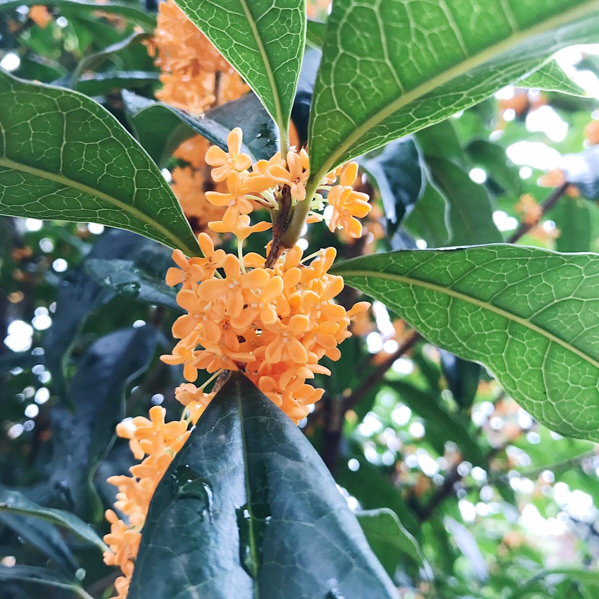 秋に漂う香りの花 金木犀 キンモクセイ を楽しもう Lovegreen ラブグリーン