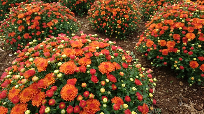 画像提供：東京ドイツ村  色とりどりのじゅうたんの様に地面を覆うように咲く、3 万株・7000 ㎡のガーデンマム。背が低いながらもボリュームのある花姿は、一つ一つが大変可愛らしく、近くで観察するのもおすすめです。 