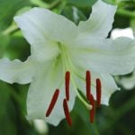12月21日の誕生花と花言葉｜カサブランカ