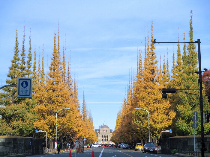 画像提供：いちょう祭り実行委員会  明治神宮外苑のシンボルともいえる聖徳記念絵画館といちょう並木。青山通りから絵画館に向かって四列に木々が連なるその景観は東京を代表する風景のひとつとなっています。四季折々に美しい姿を見せる並木は11月中旬から12月初旬の黄葉がもっとも美しく、毎年木々の色づきとともに多くの方が散策に訪れます。  いちょう並木の一番の見ごろに開催される本「いちょう祭り」では選りすぐりのグルメや物産、イベントで来場者を迎え、都心における秋の風物詩として定着。近年は来場者数約180万人を超えるにぎわいをみせています。
