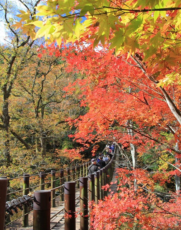 画像提供：高萩市観光協会  長さ60ｍの汐見滝吊り橋を渡りながら眼下を望めば、汐見滝が落ち清流が流れ紅葉と交わる景色は絶景です。    ▼イベント内容をくわしくみる！  