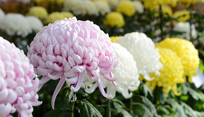2018年東京】個性豊かな菊人形も!? 菊花展・菊まつりにでかけ