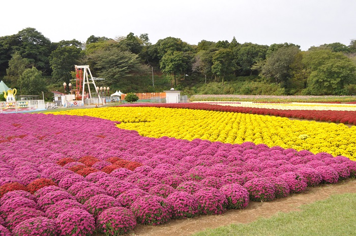 画像提供：東京ドイツ村  この秋の東京ドイツ村の一押しはガーデンマム！  赤・黄・ピンク・白・・・、6 色のかわいらしい花々が迎えてくれます。