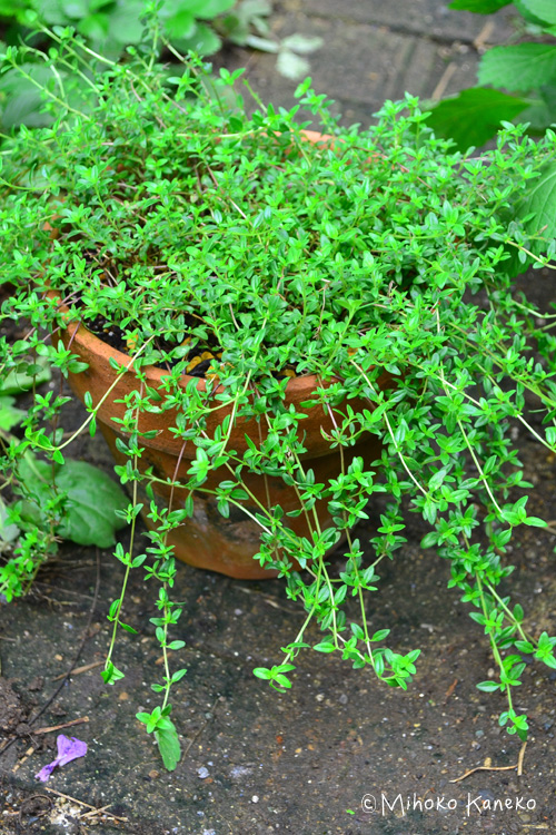 クリーピングタイムの育て方 栽培 Lovegreen ラブグリーン