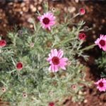 ローダンセマムの育て方 Lovegreen ラブグリーン