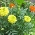 アフリカンマリーゴールド　特徴　育て方