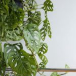 マドカズラの育て方 Lovegreen ラブグリーン