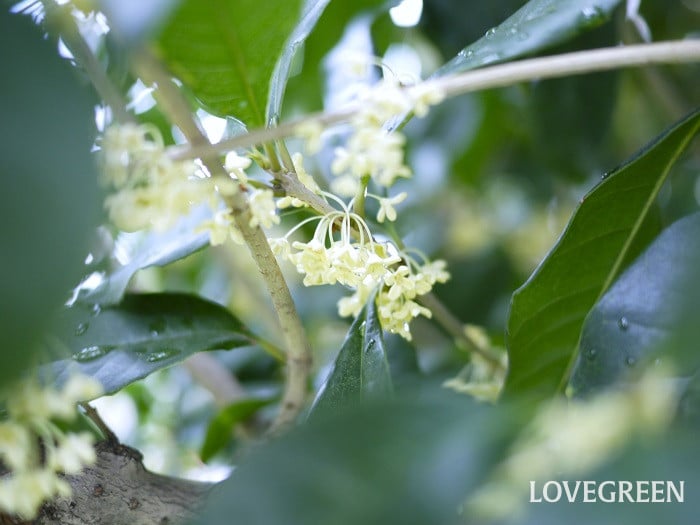 銀木犀2小 銀木犀(ギンモクセイ)
