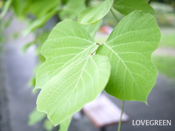 葛(クズ)の葉小