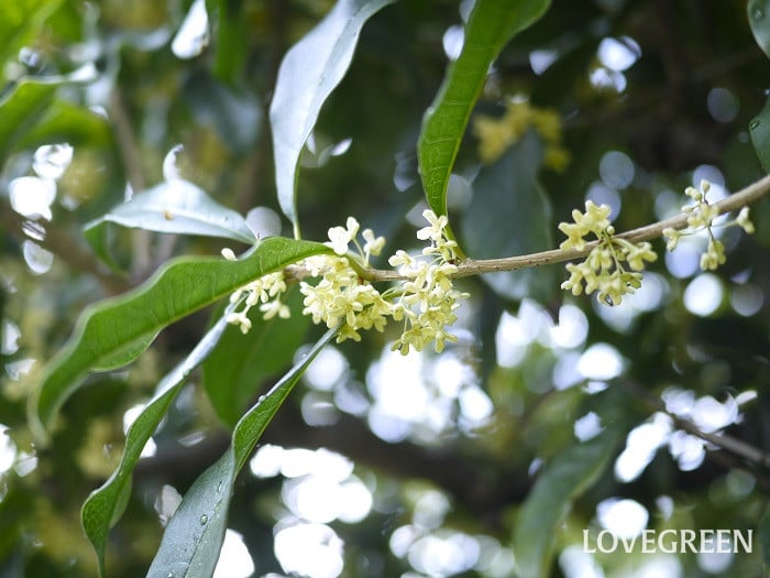 銀木犀4小 銀木犀(ギンモクセイ)