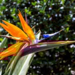 ストレリチア（極楽鳥花）の育て方・栽培方法 | LOVEGREEN(ラブグリーン)