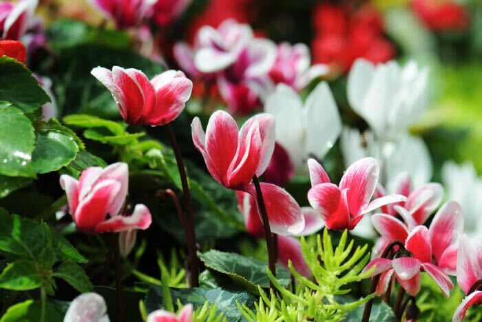 室内で育てたい 寒さに強い冬でも咲く花10選 Lovegreen ラブグリーン