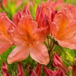 5d4cd0abb167ae521b4fb61ba20b64