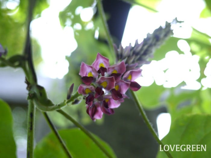 葛クズ2小 葛(クズ)の花の特徴