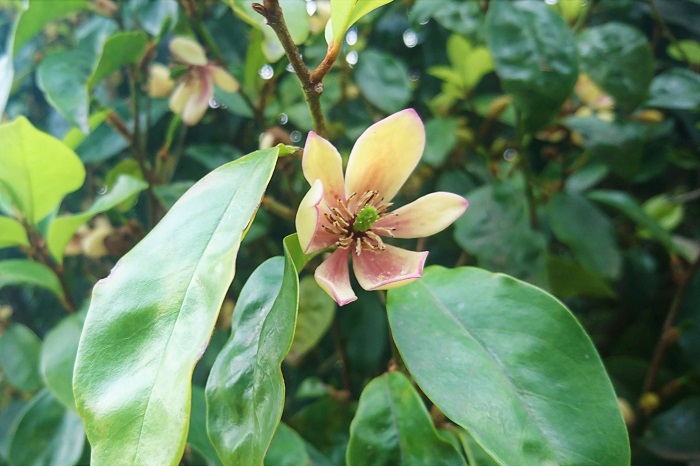 カラタネオガタマ 植物名	カラタネオガタマ(唐種招霊・トウオガタマ) 学名	Michelia figo 英名	banana shrub 科名	モクレン科 属名	 モクレン属  原産地  日本・台湾  バナナのような香りの花を咲かせる常緑樹です。神社などに植えられていることが多い木です。葉の密度が濃いので、目隠しとしても優秀です。4,5月に花が咲いたら、なるべく早めに剪定を行いましょう。自然に伸びても樹形がそんなに乱れないので、管理はしやすい木です。植え替えを嫌うので、植える場所は慎重に選びましょう。日当たりのいい場所から半日陰で育ちますが、暖かい地方の木なので寒冷地での生育はできません。病害虫はあまり発生しませんが、まれにカイガラムシがつくことがあります。カイガラムシの排泄物からすす病にかかることもありますので、剪定は適度に必要です。