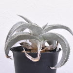 ディッキアの育て方 Lovegreen ラブグリーン