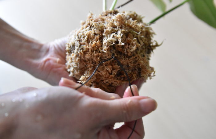細い園芸用針金や、テグスを使って苔玉にしていきます。  このときに硬い苔玉にしてしまうと、板付けがやりにくくなってしまうため、若干柔らかめの苔玉にしてください。