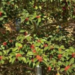 クロガネモチの育て方 Lovegreen ラブグリーン
