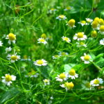 ジャーマンカモミールの育て方 栽培 Lovegreen ラブグリーン